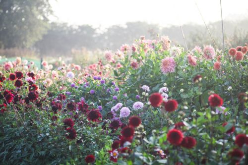Garden to Vase - Dahlias - Image 19