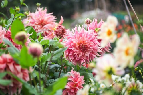 Flower Farming Masterclass - Autumn - Image 11