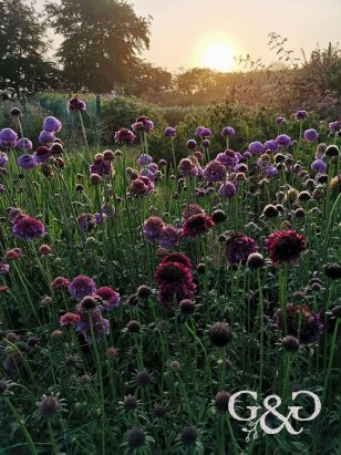 Scabious at dawn