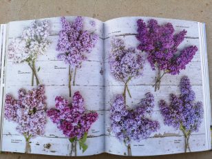 Lilac varieties