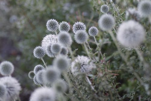 Echinops