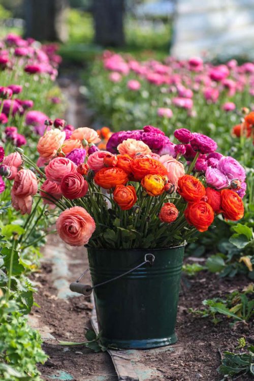 Ranunculus Orange (20) - Image 2