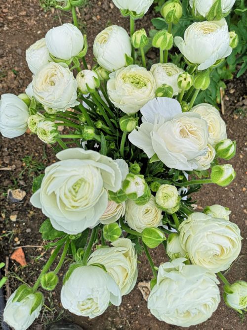Ranunculus White (20) - Image 3