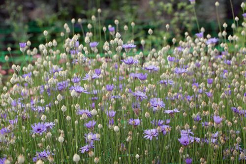Catanache caerulea  -  Blue Cupid's Dart - Image 2