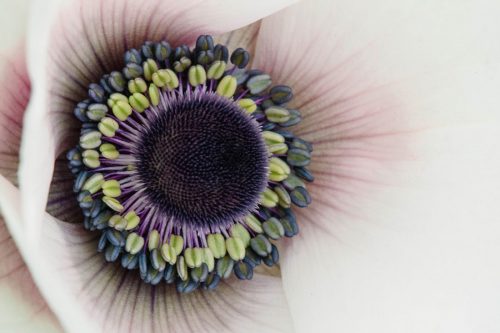 Anemone Galilee Pastel mix (20)
