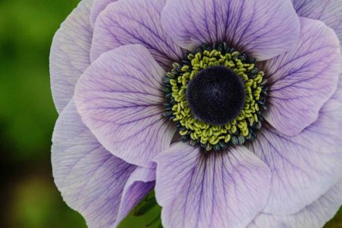 Anemone Galilee Pastel mix (20) - Image 2