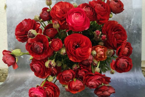 Ranunculus Chocolate (20)