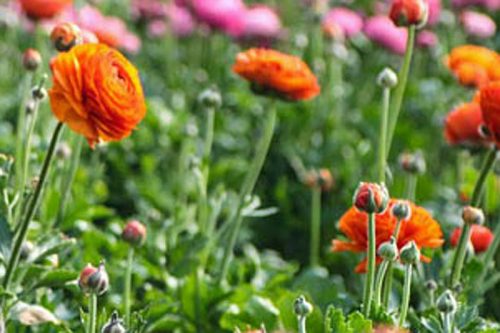 Ranunculus Orange (20)