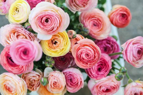Garden to Vase - Ranunculus - Image 5