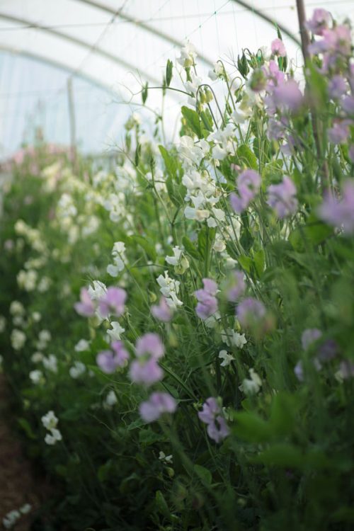 Flower Farming through the Seasons - Spring - Image 16
