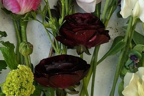 Ranunculus Violet (20)