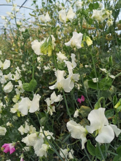 Lathyrus odoratus (Early flowering Sweet Pea) - Mixed - Image 4