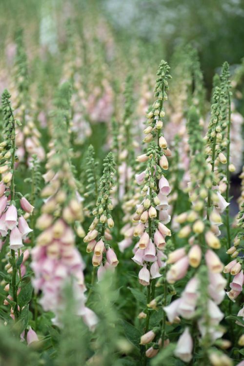 Digitalis purpurea  'Apricot' - Image 2