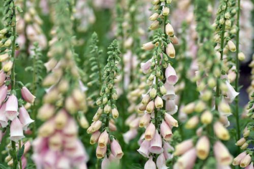 Digitalis purpurea 'Apricot'