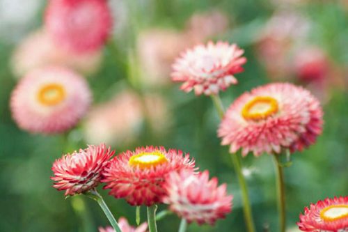 Helichrysum bracteatum 'Salmon Rose' Strawflower - Image 2