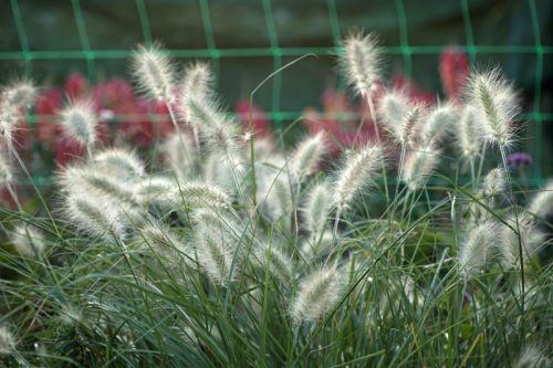 Flower Farming Masterclass - Autumn - Image 14