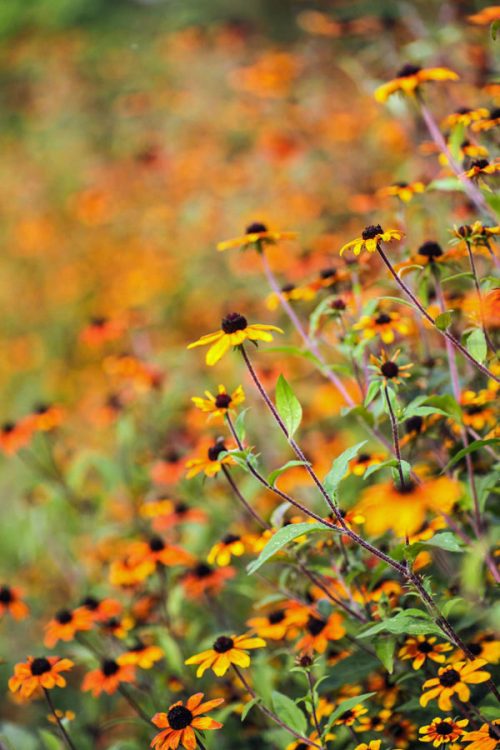 Growing Perennials and Woody Plants for Cutting - Image 5