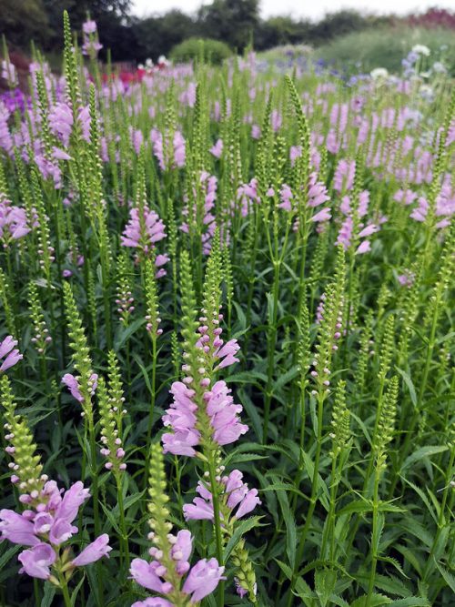 Galega officinalis mixed - Goat's Rue - Image 2