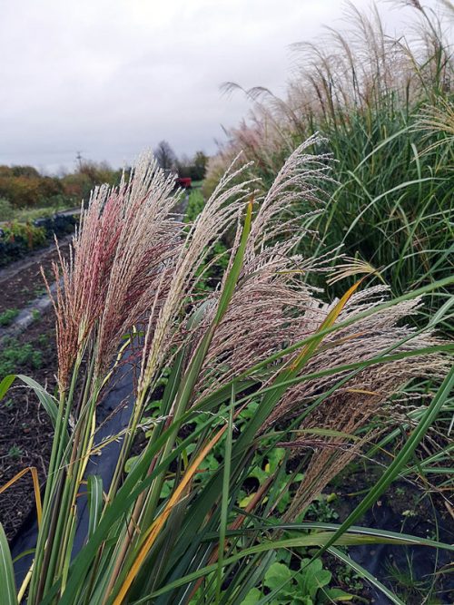 Miscanthus sinensis ‘New Hybrids’ - Image 4