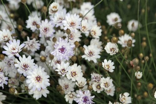 Catanache caerulea var. alba  - White Cupid's Dart