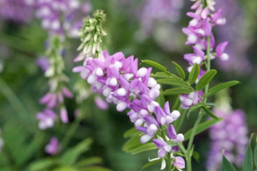 Galega officinalis mixed - Goat's Rue