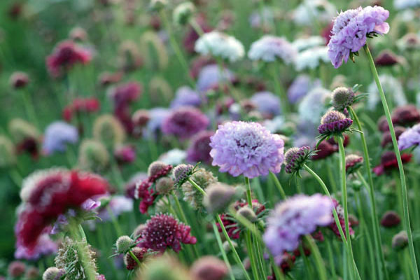 Scabiosa atropurpurea Tall Double Mix
