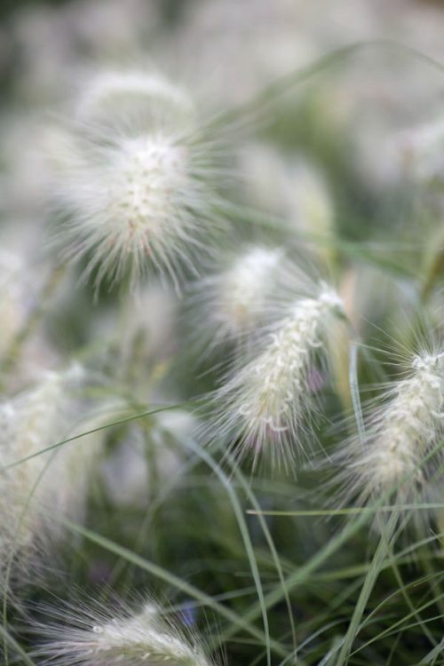 Garden to Vase - August Edition - Image 8