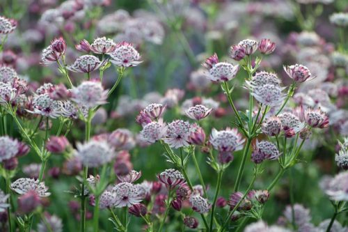 Growing Perennials and Woody Plants for Cutting - Image 10