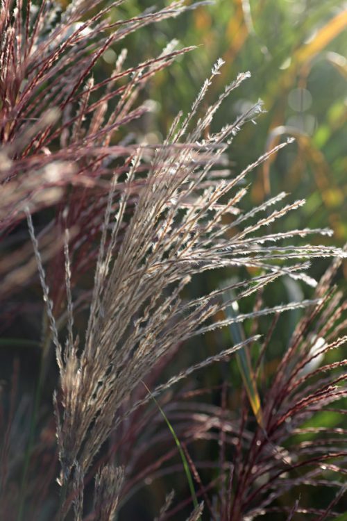 Miscanthus sinensis ‘New Hybrids’ - Image 3