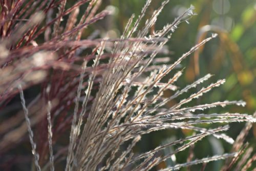 Miscanthus sinensis ‘New Hybrids’