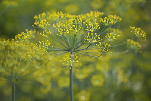 Florist's dill