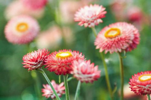 Helichrysum bracteatum 'Salmon Rose' Strawflower