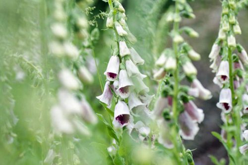 foxglove pams choice