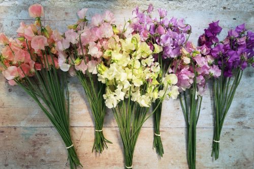 Lathyrus odoratus (Early flowering Sweet Pea) - Mixed