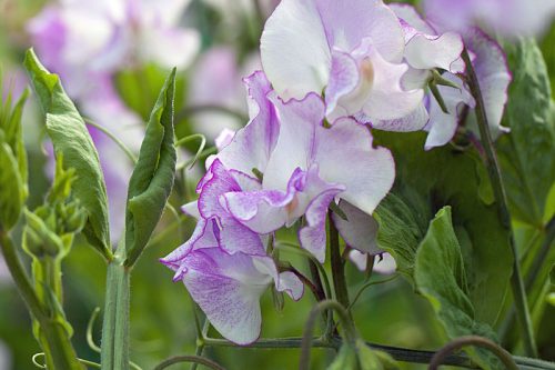 Lathyrus odoratus Sweet Pea 'Sir Jimmy Shand'