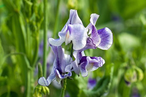 Lathyrus odoratus Sweet Pea 'Night Sky'