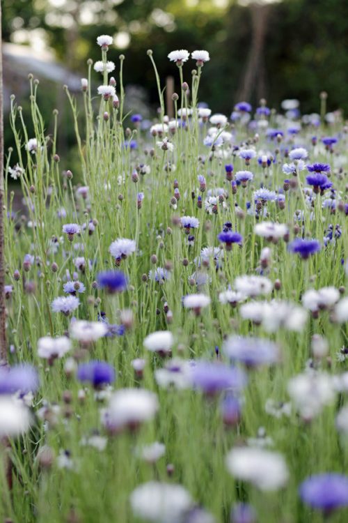 cornflower classic fantastic grown in oxfrodshire