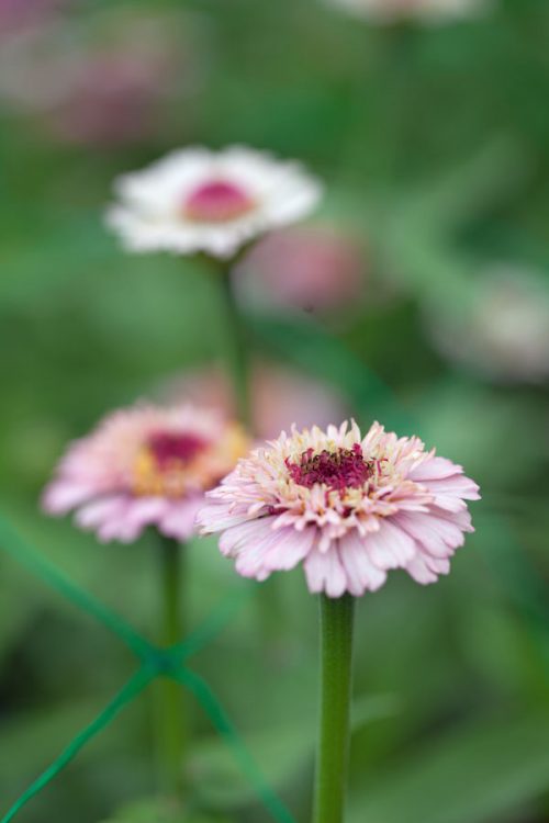 Zinnia elegans 'Zinderella Lilac' - Image 2
