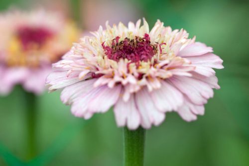 Zinnia elegans 'Zinderella Lilac'