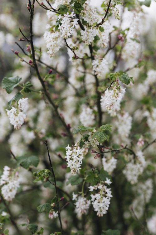 Growing Perennials and Woody Plants for Cutting - Image 19