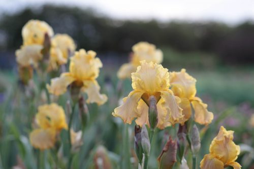 Growing Perennials and Woody Plants for Cutting - Image 8