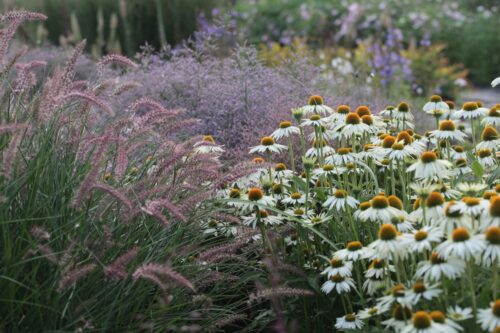 Growing Perennials and Woody Plants for Cutting