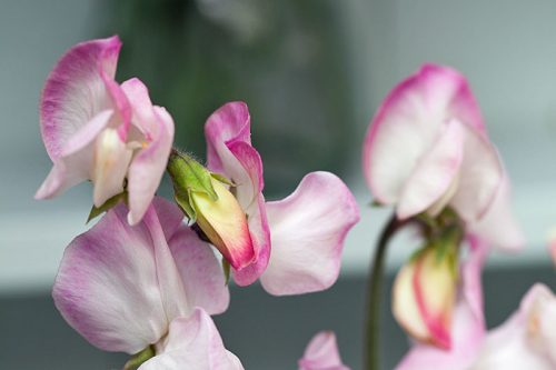 Lathyrus odoratus Sweet Pea ‘High Society’