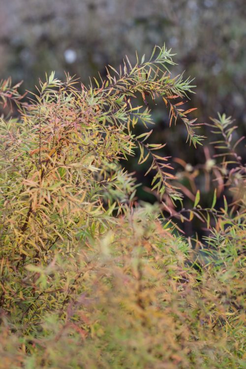 Growing Perennials and Woody Plants for Cutting - Image 17