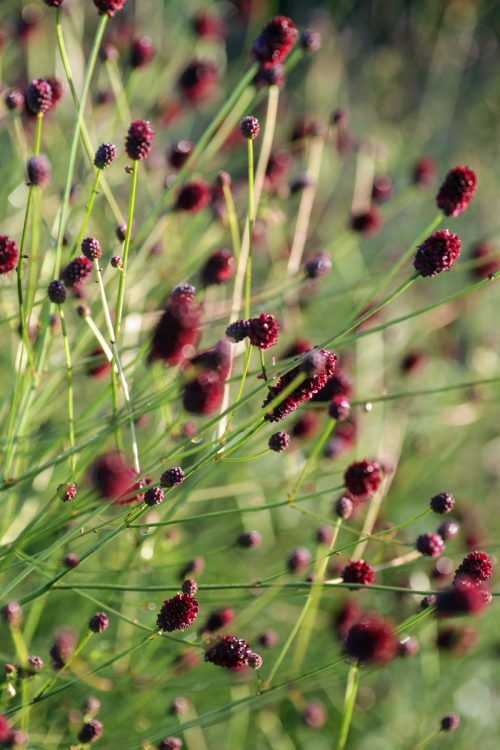 Sanguisorba officinalis