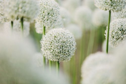 Garden to Vase - Spring Edition - Image 9