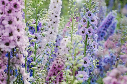 Flower Farming Masterclass - Summer - Image 3