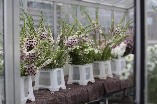 Flower Farming Masterclass - Summer - Image 2