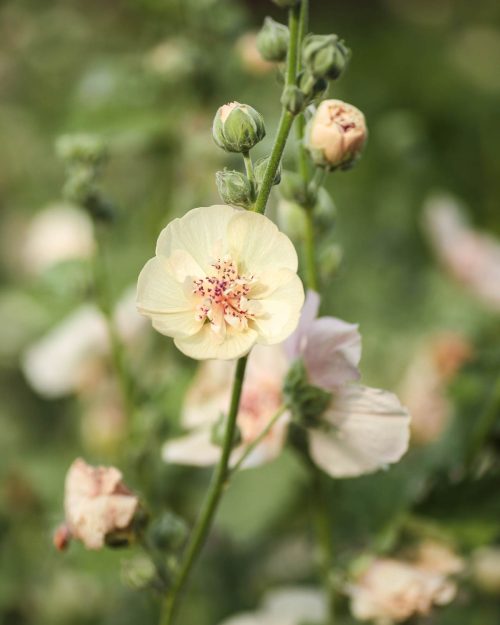 Garden to Vase - August Edition - Image 12