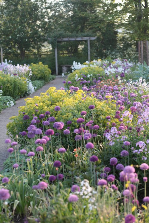 Grow Your Own Cut Flowers - Image 6